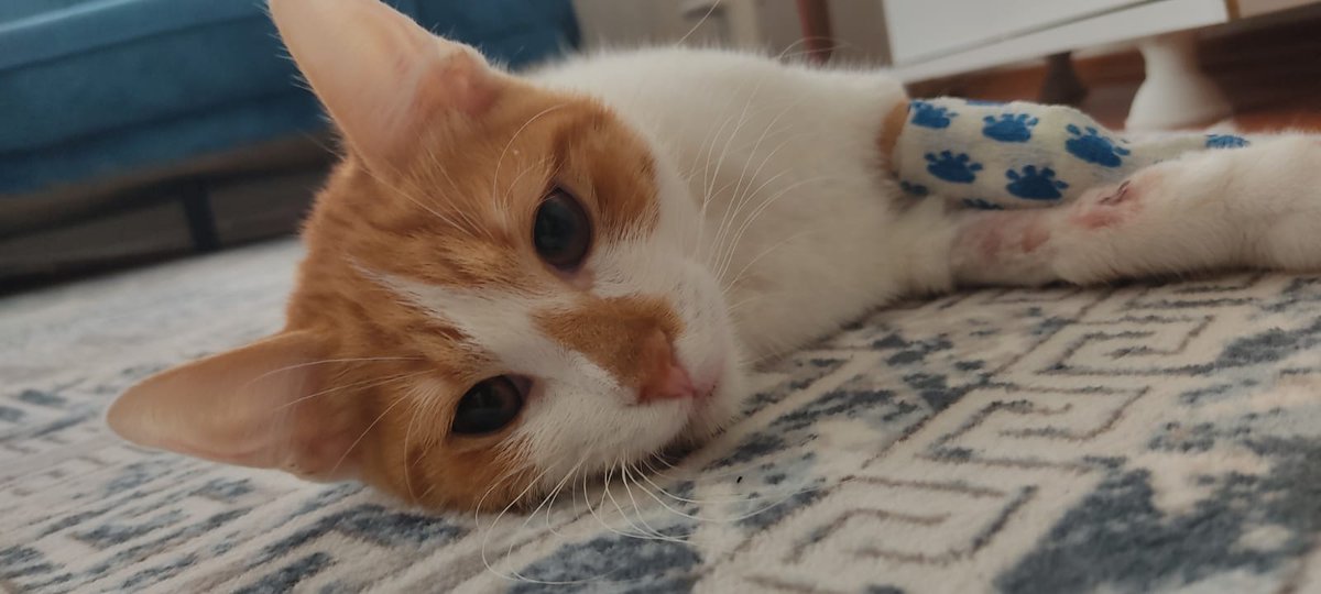 iyikedisero's tweet photo. Lütfen yardım edin. Şeroya 1 ay önce kuru fip teşhisi kondu ama destek bulamadığımız için ilaç alamadık. Bu hafta da nörolojik fipe çevirdi.Serum alınca biraz iyi oluyor sonra tekrar kötülüyor. Ailem uyutmak istiyor, buna engel olabilmem için desteğe ihtiyacım var çok çaresizim😔 https://t.co/t80GHyL92v