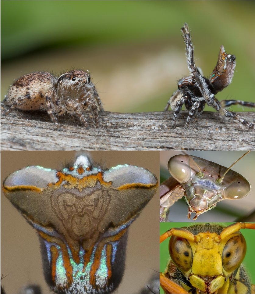 SICB_DAB's tweet photo. Enjoy seeing visual ecologist Olivia Harris’s work on courtship displays of Maratus jumping spiders and visual illusions at the #SICB2022 DAB #beststudentpresentation! (Photo by @JurgensonOtto) https://t.co/6BWYRrskp5