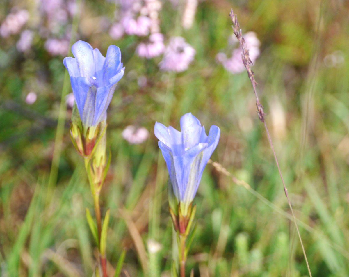 brianh4951's tweet photo. #favoritefind #wildflowerhour must be the marsh gentian seen in the New Forest in September. Had always wanted to see them but they eluded me for 60 odd years. An enchanting species, and amongst some tough competition, probably my favourite wildflower to this point. https://t.co/ISCovzrBoa