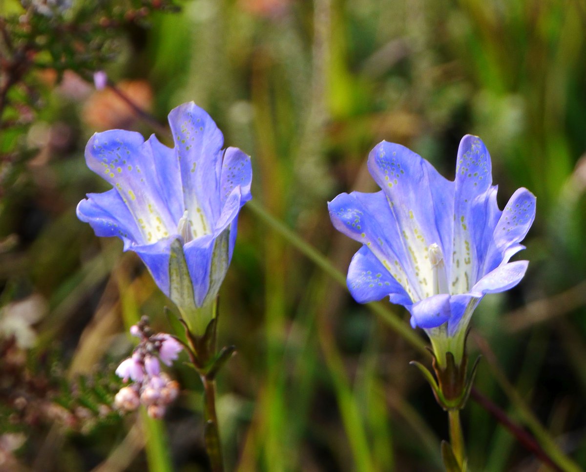 brianh4951's tweet photo. #favoritefind #wildflowerhour must be the marsh gentian seen in the New Forest in September. Had always wanted to see them but they eluded me for 60 odd years. An enchanting species, and amongst some tough competition, probably my favourite wildflower to this point. https://t.co/ISCovzrBoa