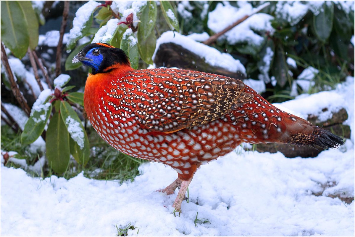 WorldPheasantAs's tweet photo. Temminck’s Tragopan (Tragopan temminckii) https://t.co/ELrLj22NIB