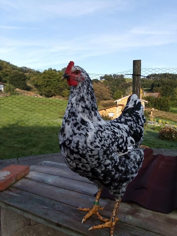 SeridaAst's tweet photo. La Asociación de Criadores de #PitaPinta Asturiana #Acppa,  ya ha seleccionado las explotaciones de los 🐓gallos donantes con destino al Banco de Recursos Zoogenéticos de Razas Domésticas Autóctonas en Peligro de Desaparición del Pdo de Ast., que gestiona el #SERIDA.
#SERIDA_SRA https://t.co/GhUOQrIG4n