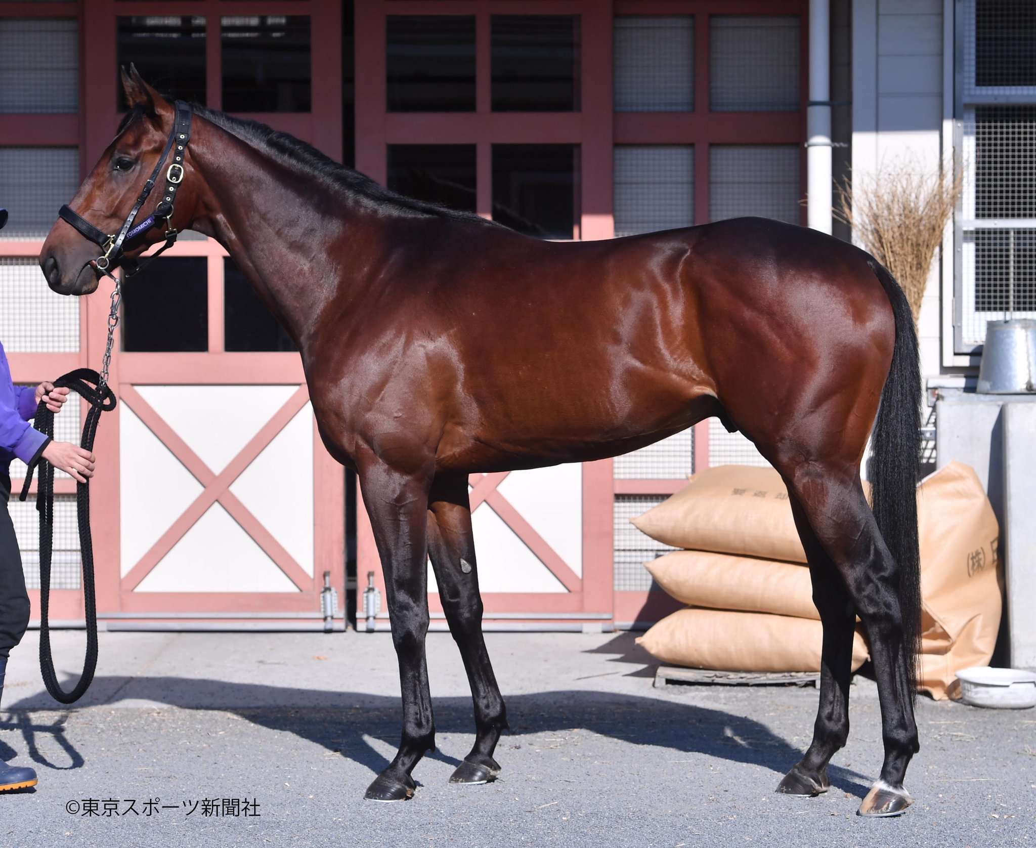 東スポ競馬 枠 番 サトノヘリオス ホープフルs フォトパドック 東スポ競馬 競馬 Pog T Co D32xnannwc Twitter
