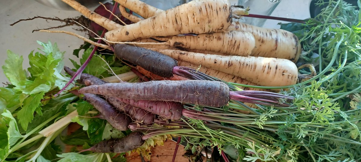 🌱An Organic Irish Garden🌱 tweet media