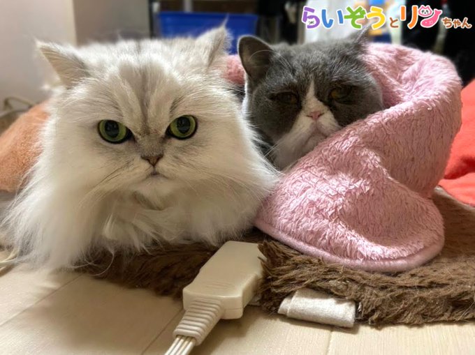 公式 ねこがあらわれた チーム行徒infoさん がハッシュタグ ねこがあらわれた をつけたツイート一覧 1 Whotwi グラフィカルtwitter分析