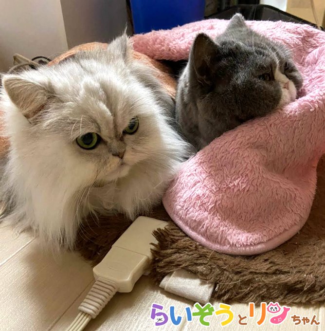 公式 ねこがあらわれた チーム行徒infoさん がハッシュタグ チンチラシルバー をつけたツイート一覧 1 Whotwi グラフィカルtwitter分析