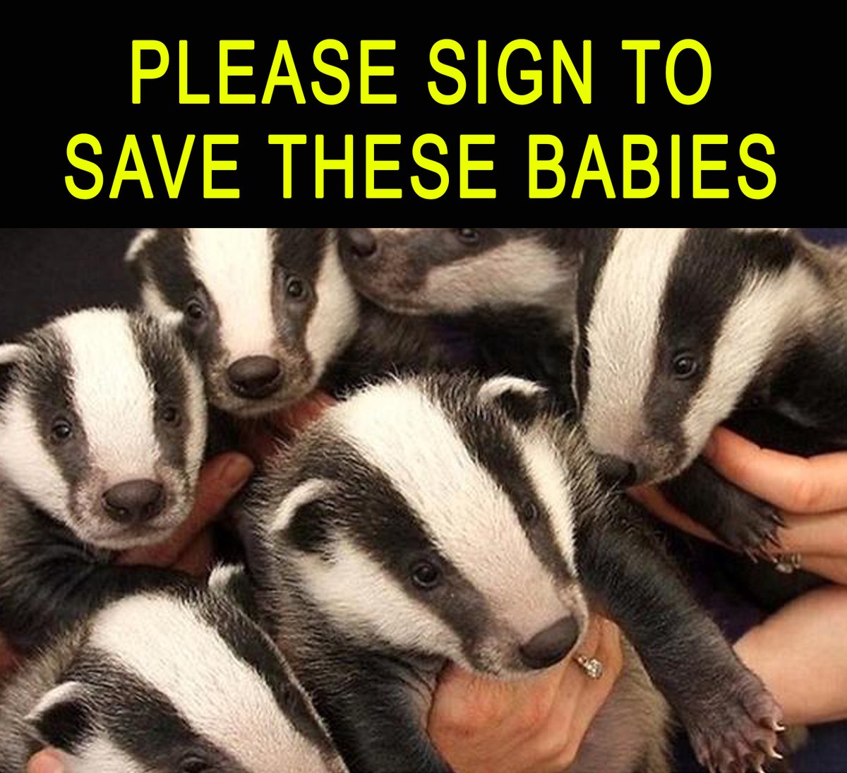 _AnimalAdvocate's tweet photo. Not wishing to badger you but please sign to ban #wildlife snares🦡💔

Killing babies should always be a crime🤔@AnimalAid 
🇬🇧https://t.co/amQ7fp9uOX

@RickyGervais @PeterEgan6 @Protect_Wldlife @marcthevet @ChrisGPackham @Ivy_MiddletonUK @Keeptheban_ @domdyer70 #KeepTheBan #vegan https://t.co/qoNQiIfCV9