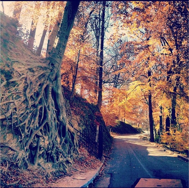 JRRTolkien's tweet image. “It is a lovely language, but it takes a very long time saying anything in it, because we do not say anything in it, unless it is worth taking a long time to say, and to listen to.” #Treebeard on #Entish #Tolkien