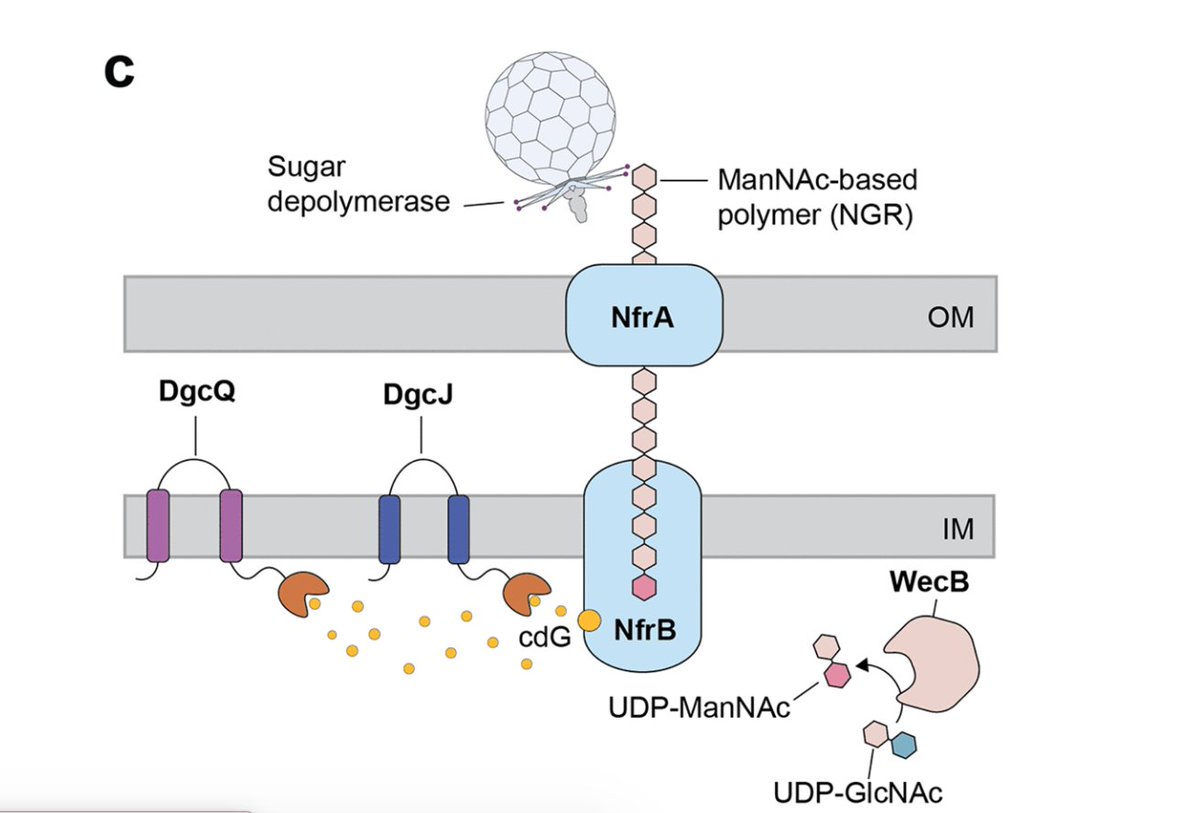A New Sugar for an Old Phage: a c-di-GMP-Dependent Polysaccharide Pathway Sensitizes Escherichia coli for Bacteriophage Infection asm.social/kH