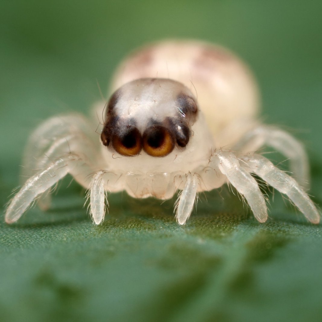 tuCpakoa's tweet photo. Certaines espèces d'araignées peuvent également souffrir "d'arachnophobie" : les jeunes araignées sauteuses ont peur des araignées plus âgées.
Lorsqu'elles sont confrontées à un modèle 3D ressemblant à une araignée, les araignées sauteuses se figent et reculent lentement. https://t.co/oFFx9tNARQ