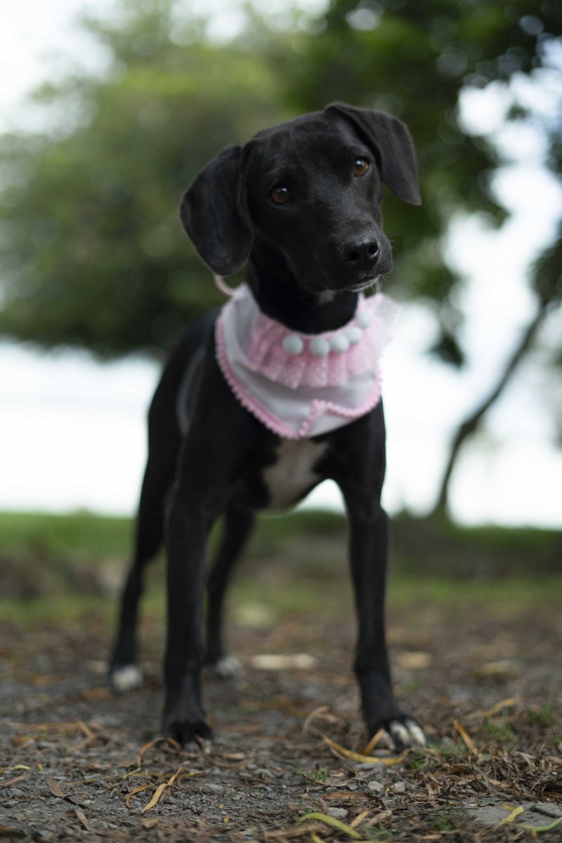 AsociacionMi's tweet photo. Nuez busca hogar 🥺🥺🥺 es pequeña, esterilizada y vacunada, necesita una familia que la ame, la podemos llevar a Bogotá 🥺🥺 la hemos publicado tanto y es tan linda y aún nada 😥😥

📲 3118009018 - 3118239988 https://t.co/HUpIRiKFvK