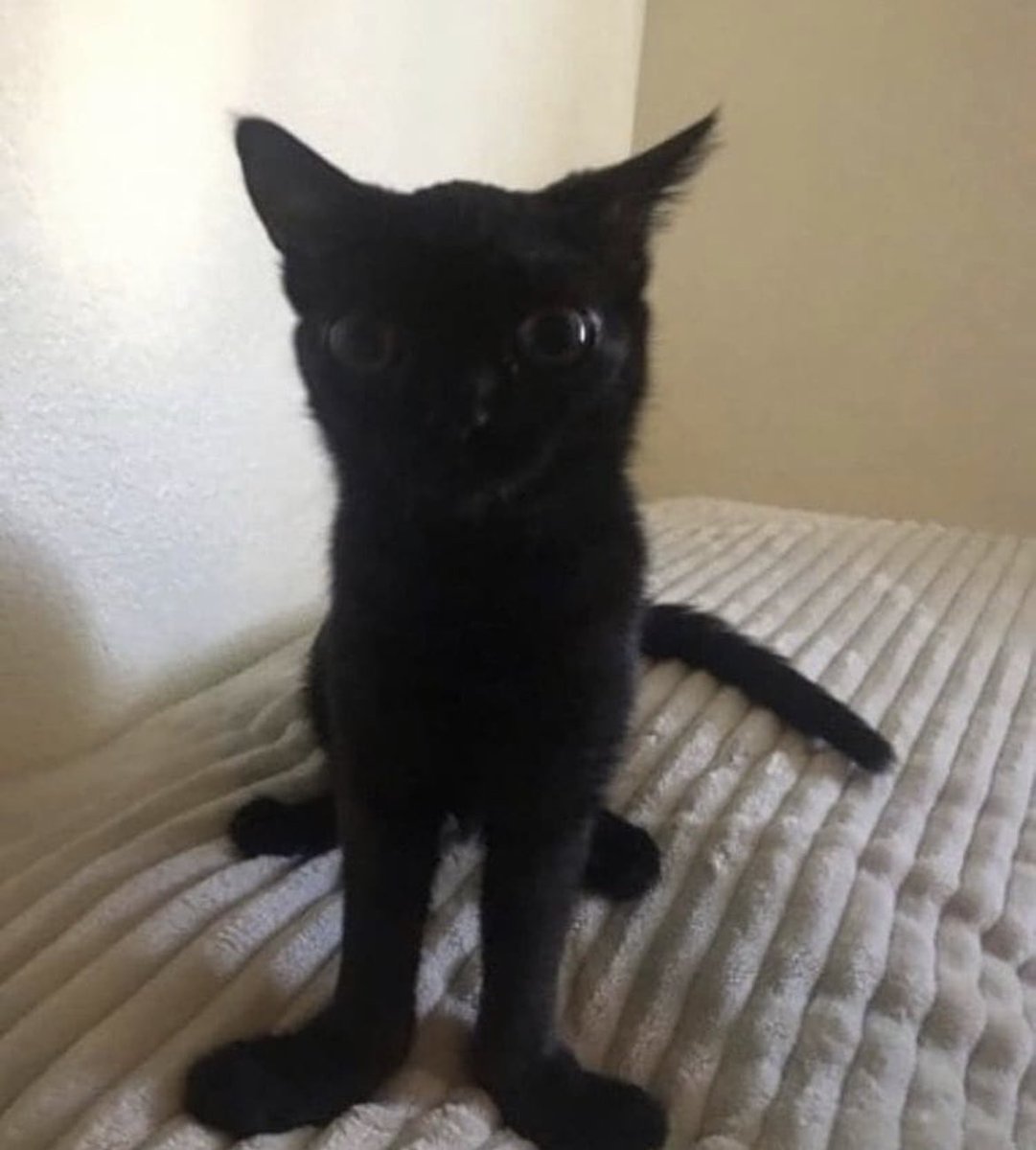 ColdAppleAlt's tweet image. Me ow.