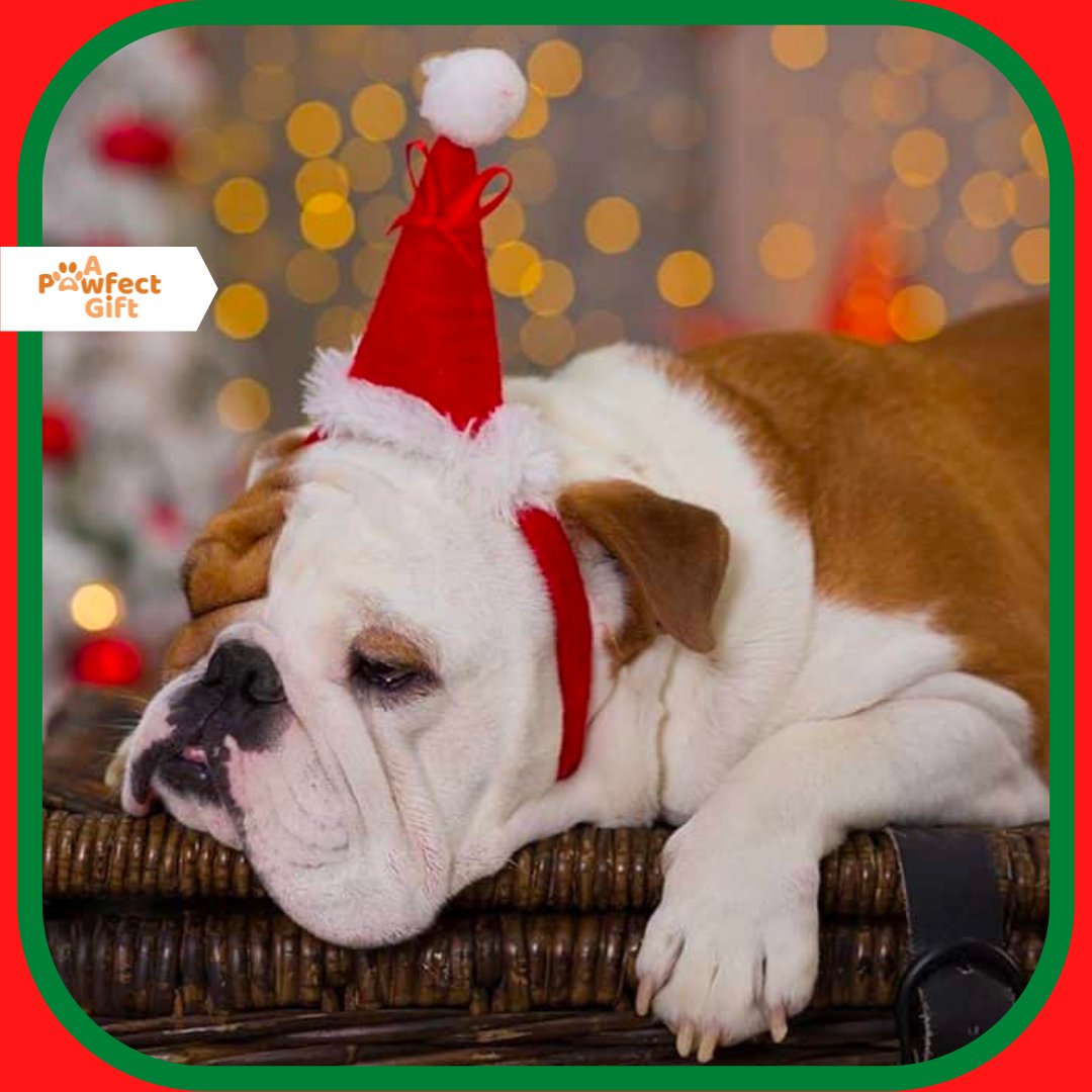apawfectgift's tweet photo. All these Christmas antics have made this pooch very snoozy 💤🥺

Visit the UK's #1 online pet store to fulfill all your pet caring needs: https://t.co/LCdiVJBzND
________________________________
#puppymeme #dogmemesofinstagram #puppymemes #pets #christmasmeme #xmas #christmasdog https://t.co/xczPvtlX7J