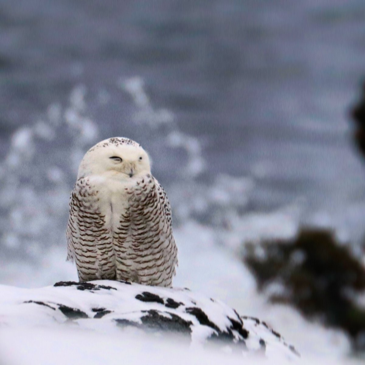 JennyPenny1119's tweet photo. Bringing in the New Year with a bang 2022 here we come ❄️🦉❄️ #happynewyear2022 #birding may this be the year I got 500 species 🥰 https://t.co/gEZQcownXG
