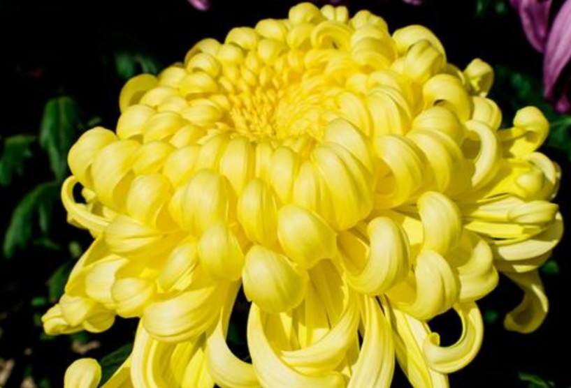 ぴよん ᴗ ˬᴗ お花の時間 黄色いキクの花 キク科 キク属 漢字で 菊 英語 ｸﾘｻﾝｾﾏﾑ ﾏﾑ 原産地 中国 開花 ９月 １１月 花色 黄 白 ﾋﾟﾝｸ 赤 紫 緑 清々しい香りがある Tlを花でいっぱいにしよう T Co W3xgy5v7 Twitter