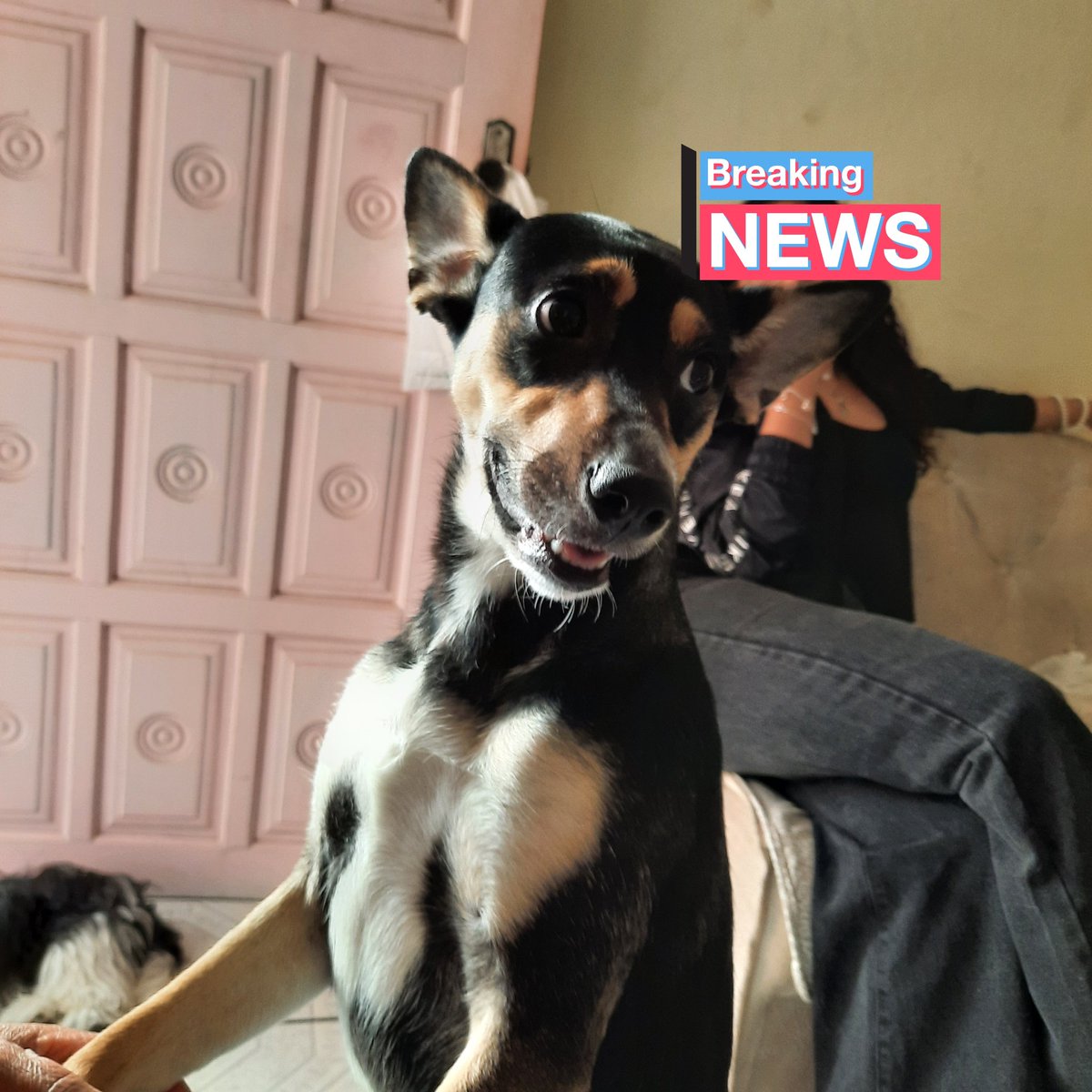 i96woo's tweet photo. e essa Bright, é a Zara, a cachorra da minha irmã, ela só tem tamanho mesmo 🤍

– @bbrightvc #PetsForBright https://t.co/ORJqSaD0zi