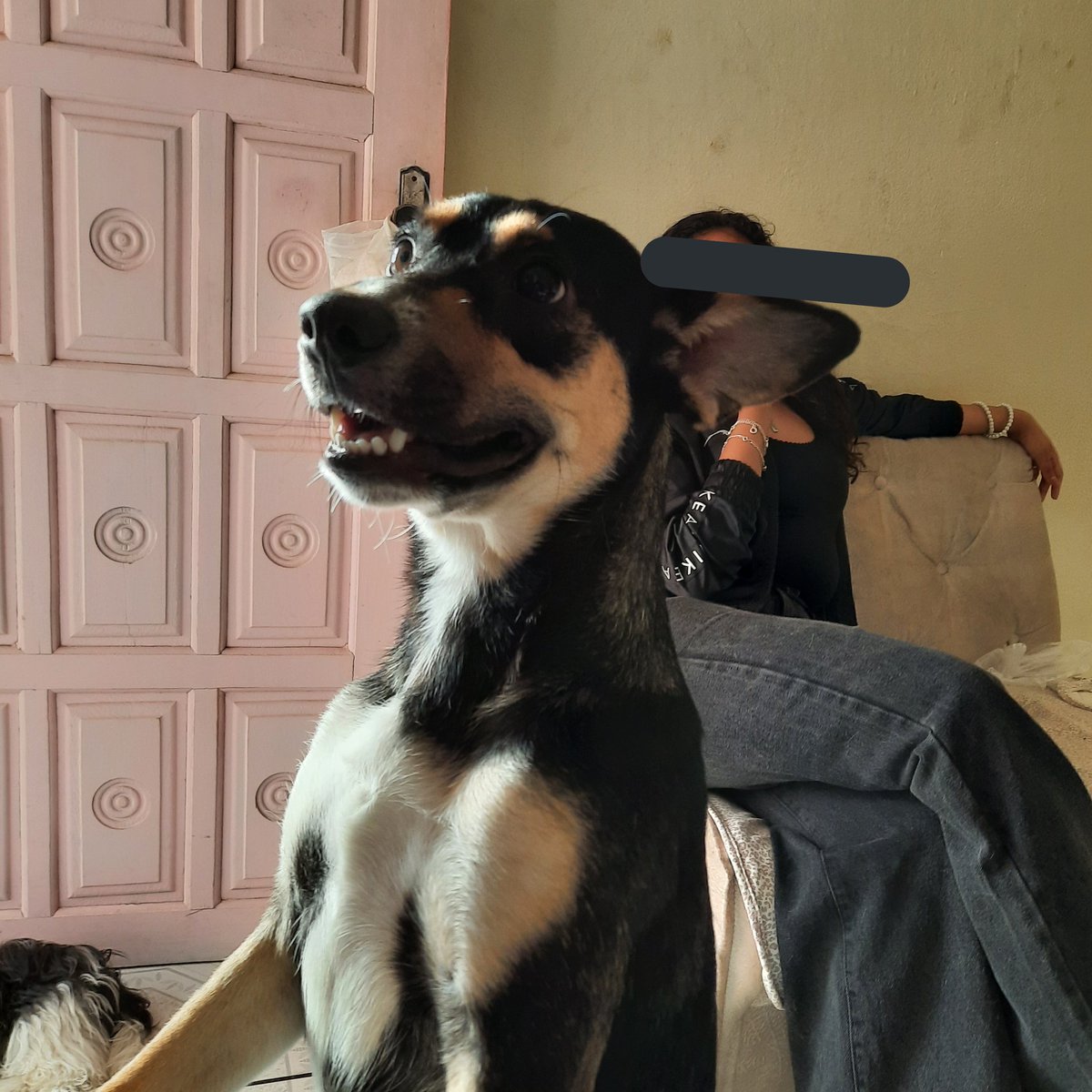 i96woo's tweet photo. e essa Bright, é a Zara, a cachorra da minha irmã, ela só tem tamanho mesmo 🤍

– @bbrightvc #PetsForBright https://t.co/ORJqSaD0zi