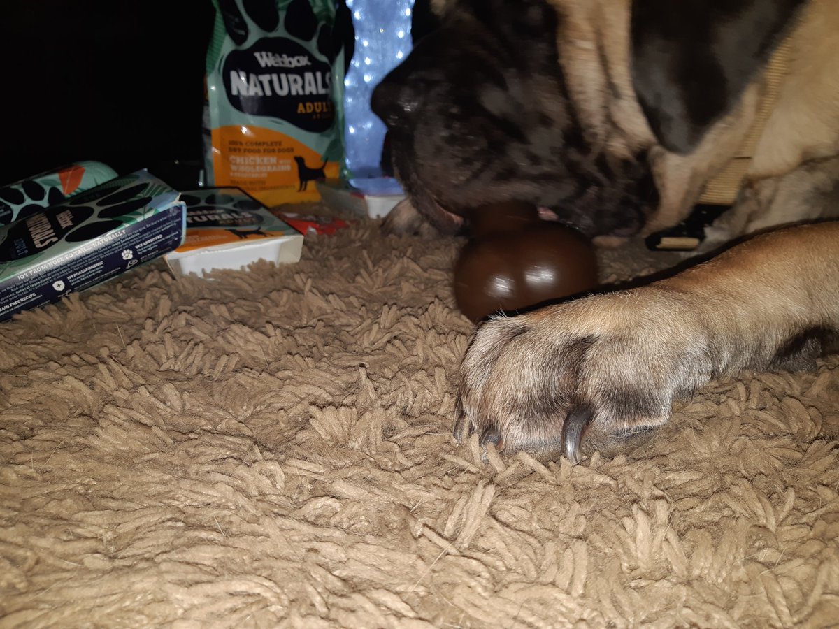 colin_dimmock's tweet photo. @PetsChoiceLtd Thank you very much for my Christmas gifts; the chocolate Megabone is currently beyond my destructive powers https://t.co/LemlI9CoCP