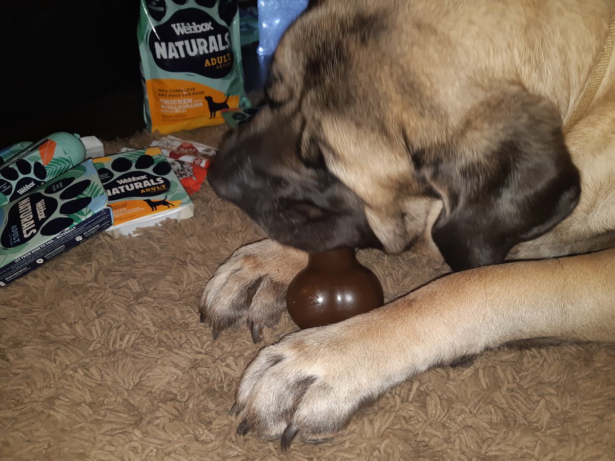 <a href="/PetsChoiceLtd/">Pets Choice Ltd</a> Thank you very much for my Christmas gifts; the chocolate Megabone is currently beyond my destructive powers