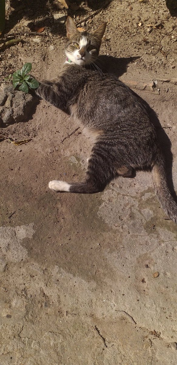 MonMinies's tweet photo. Minha filha tomando um solzinho de  manhã ☀️💜

#PetsForBright #24thBrightDay https://t.co/JBH378jjqN