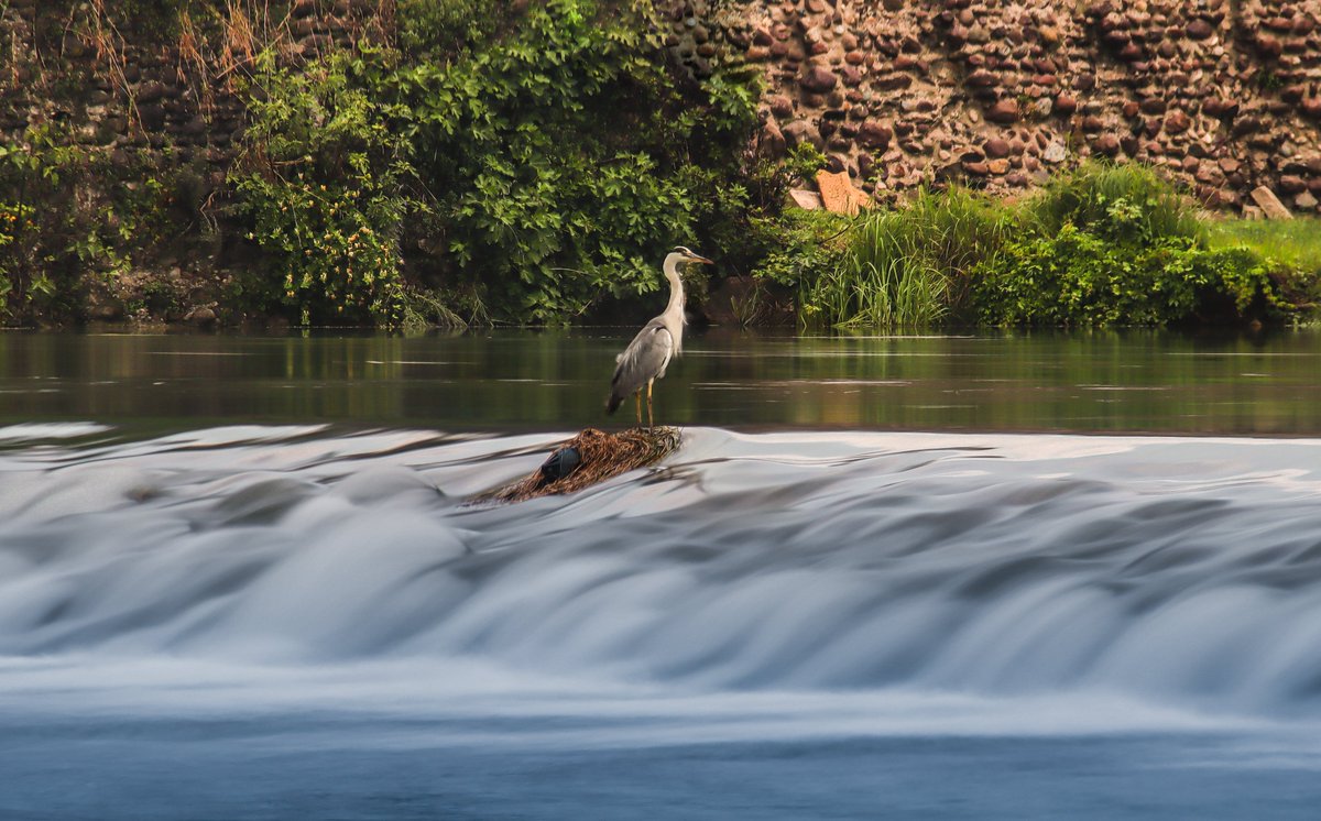Dal Parco del Mincio azioni per 10 milioni euro nei territori tra Garda e Po ➡️bit.ly/3z5zFH8 #biodiversity <a href="/CDF_Lombardia/">Contratti di Fiume</a>