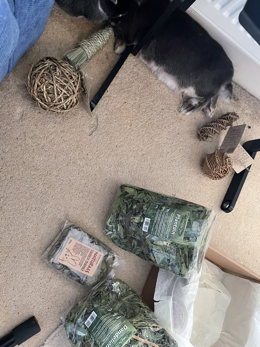 mrsbunnyw's tweet photo. We such lucky bunnies, thank you so much to our Secret SantaPaws! (Opening presents is exhausting!) #21BSS https://t.co/aBS80sn86q