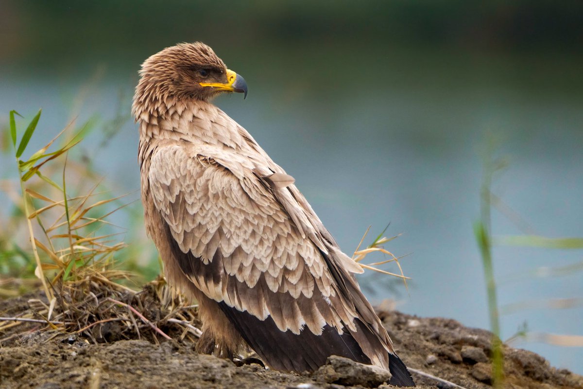 rupperrt's tweet image. Steppe Eagle #dailybird #Raptors #birdphotography #birds #TwitterNatureCommunity