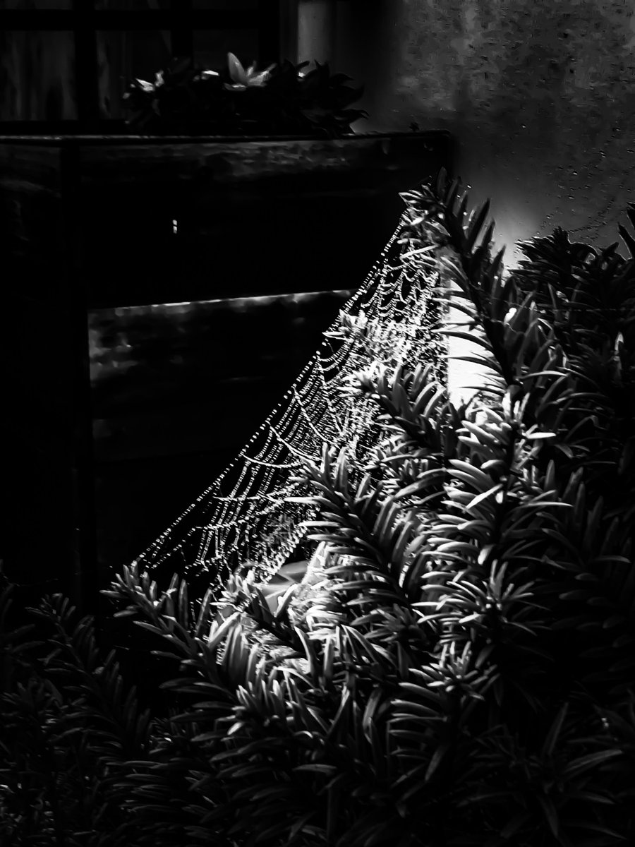 CNeonsun's tweet photo. Spiderweb © #Photography #BlackAndWhite #Monochrome #Spiderweb #Outside #Outdoors #Garden https://t.co/ddrc8woDkO