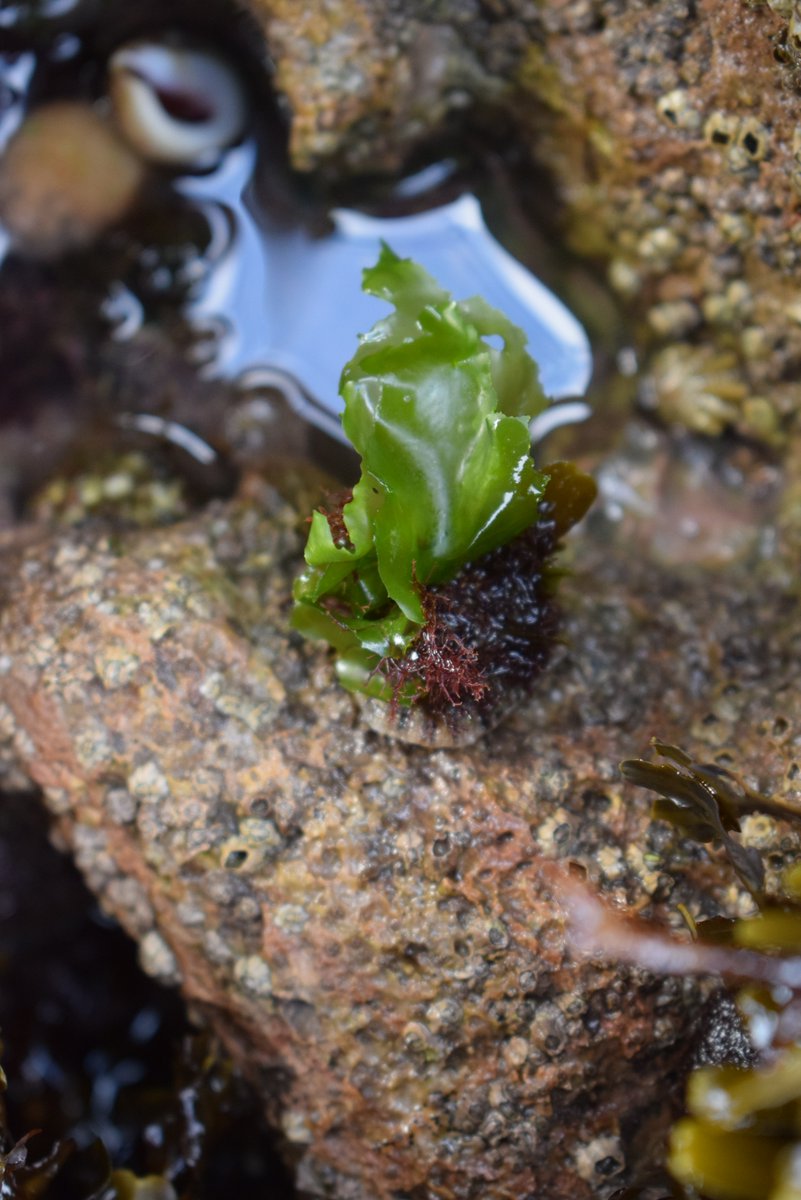 caitlinvcox's tweet photo. Limpet? More like a living island! Captured this great example of #epibiosis on this Patella limpet during my dissertation data collection. Lots of #epibionts on this limpet, what a find! #marinebiology #limpets #ecology https://t.co/LKfJ7cZj9C