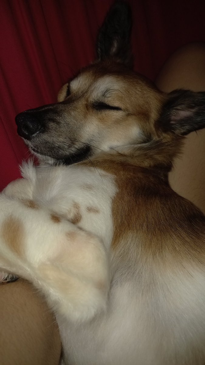 f4gorya's tweet photo. bright, esse é o luke. antes morava na rua agora vive em um lar cheio de amor 🥺💘

#petsforbright https://t.co/5SaBoe7LJs