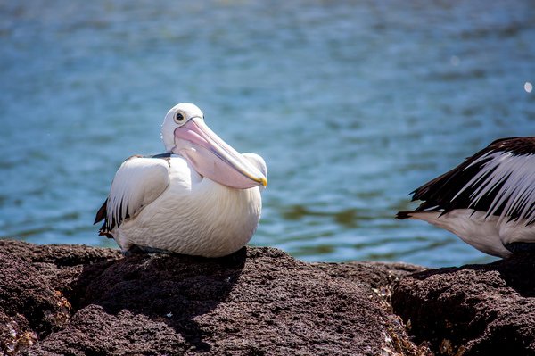 BestiesTot's tweet photo. (6/6) Al cap d'uns mesos, la conca torna a estar completament seca i els pelicans ja han tornat a la costa, on residiran fins la propera oportunitat de tornar a criar al bell mig del desert.#TotBèsties https://t.co/JdRkFs3hss
