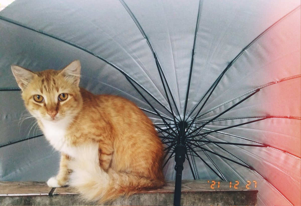 limetawin's tweet photo. fifi 🤍
#PetsForBright #24thBrightDay https://t.co/MuYgUr9KLj