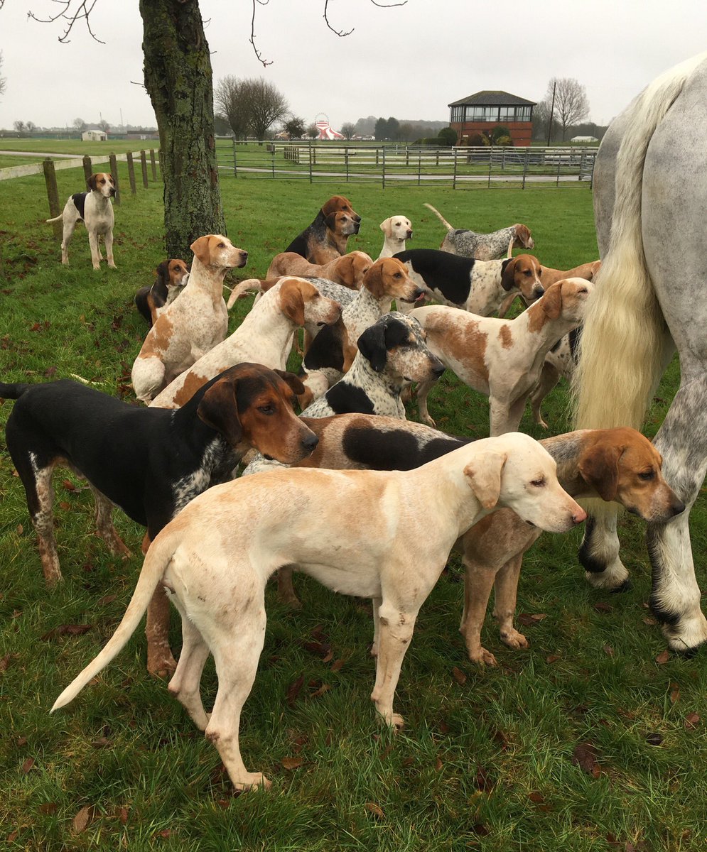 GrainPirateDan's tweet photo. Waiting patiently. Theyโre not really in it for the ceremony.
#Tweetthemeet
#BoxingDay
#BoxingDayMeet https://t.co/d7yLiuroha