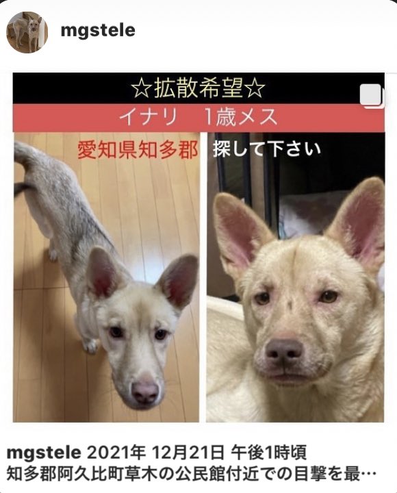 mirto001's tweet photo. 愛知県の阿久比町のイナリちゃん、迷子になってるんだって。暖かい場所にいてくれますように。早く飼い主さんと会えますように。
2021年12月27日現在 https://t.co/7noN9y16tu