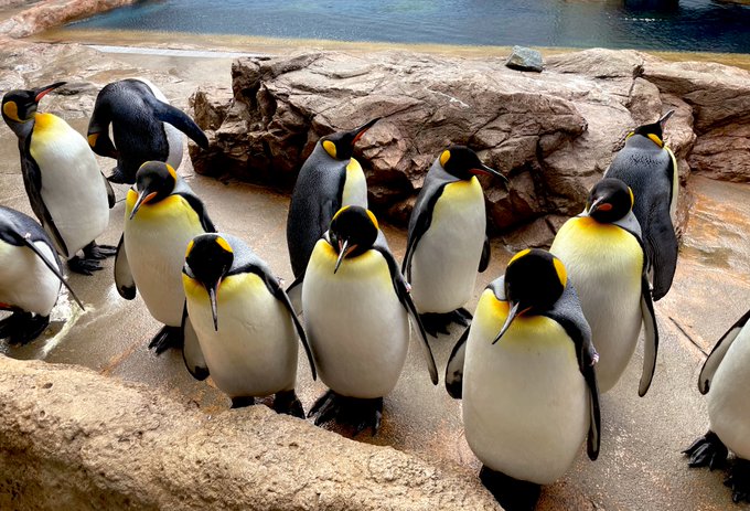 ペンギンのtwitterイラスト検索結果