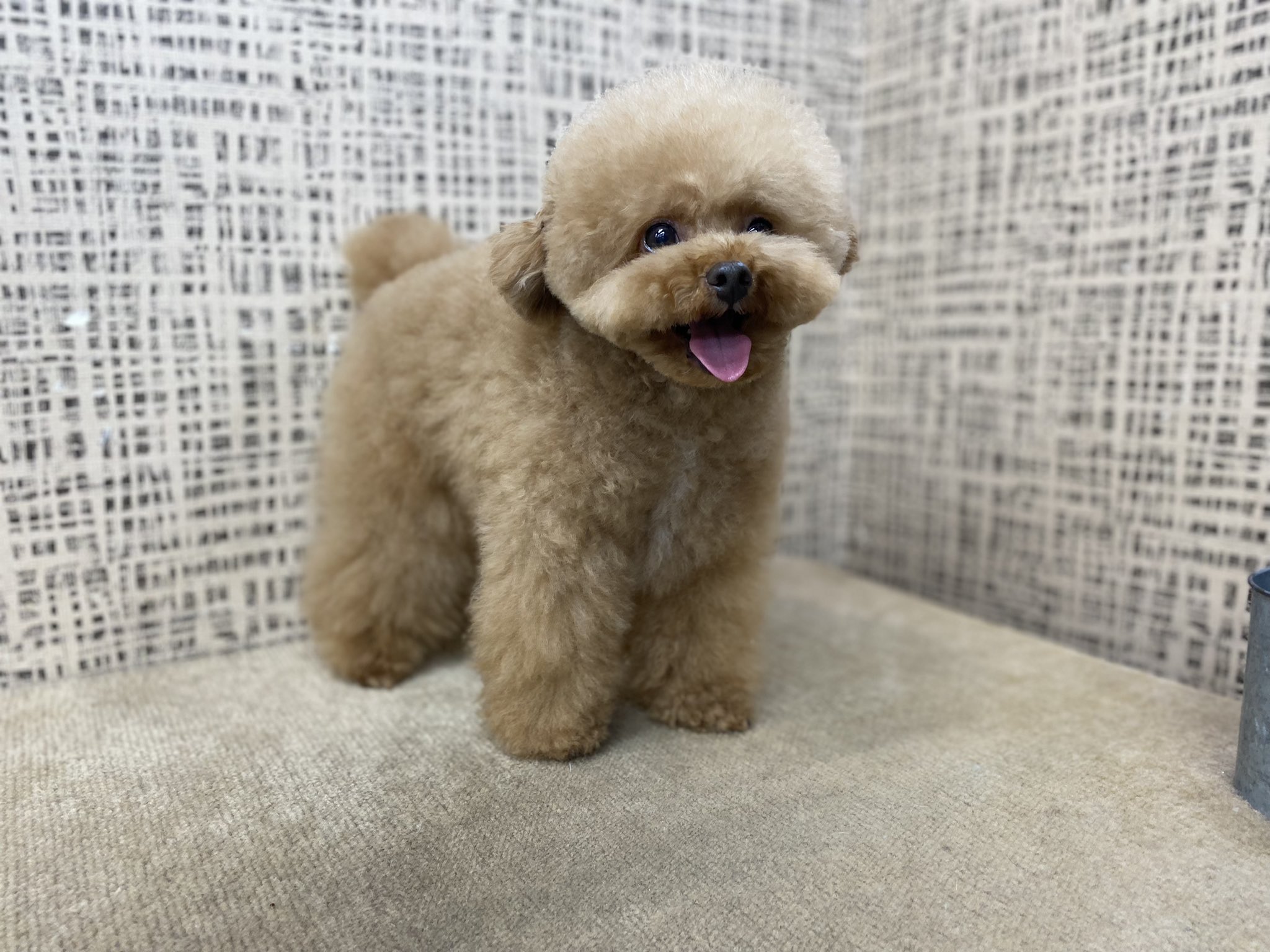 トイプー しらす先輩 Sirasusenpai Twitter