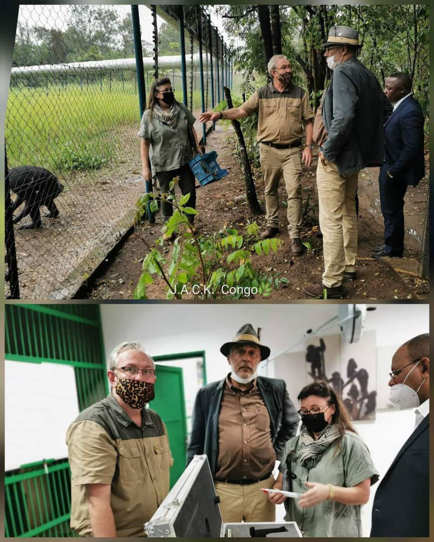 IccnRdc's tweet image. Dans le cadre d&apos;inspection des sanctuaires d&apos;animaux retirés des mains des trafiquants et autres, le DG Olivier MUSHIETE a visité le centre J.A.C.K. à Lubumbashi. Cette ONG créée en 2006 fait du bon travail en récupérant des espèces comme des chimpanzés ou galago.  @JackChimps