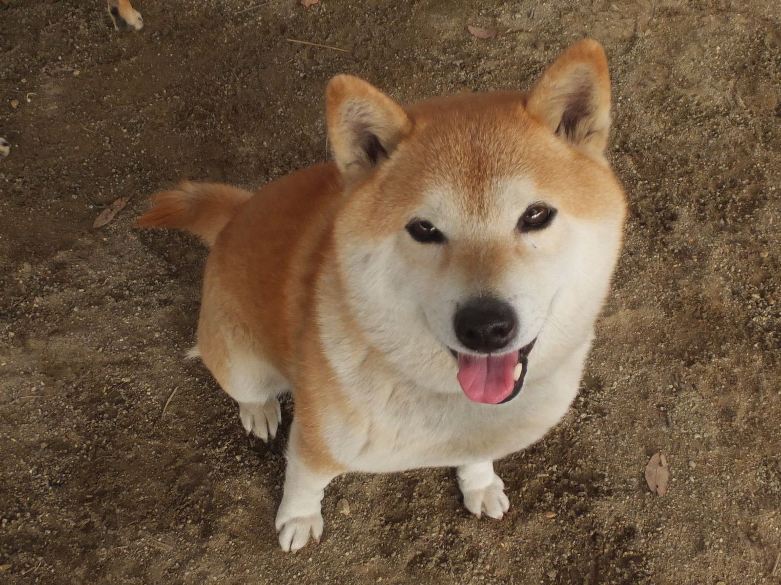 柴犬 ちゃこ W Pop W Twitter