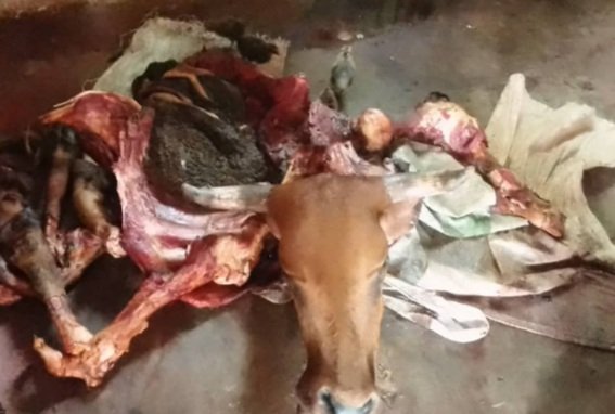 A businessman operating a 'Butchery' in Gwanda🇿🇼  & his 4 employees were arrested for Stocktheft. The Police recovered 3  carcasses🐂 & 2 live cattle🐄🐄. ▪︎They face 9 or more yrs in jail. Unsuspecting #meatlovers were going 2 buy the Contaminated Meat.
🥩🍖 🥓🚮❌
🥬🥦🥗✔✔