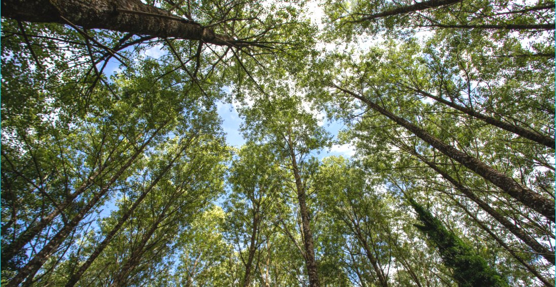 GroupeRocher's tweet photo. 🌳 « Regardez profondément dans la nature et alors vous comprendrez tout beaucoup mieux » - Albert Einstein
👀 Soyez observateur et curieux pour apprendre et comprendre le monde qui nous entoure !
#GroupeRocher #ReconnectPeopleToNature #MissionDrivenCompany #Forêt #Nature https://t.co/JOuW5kl6At