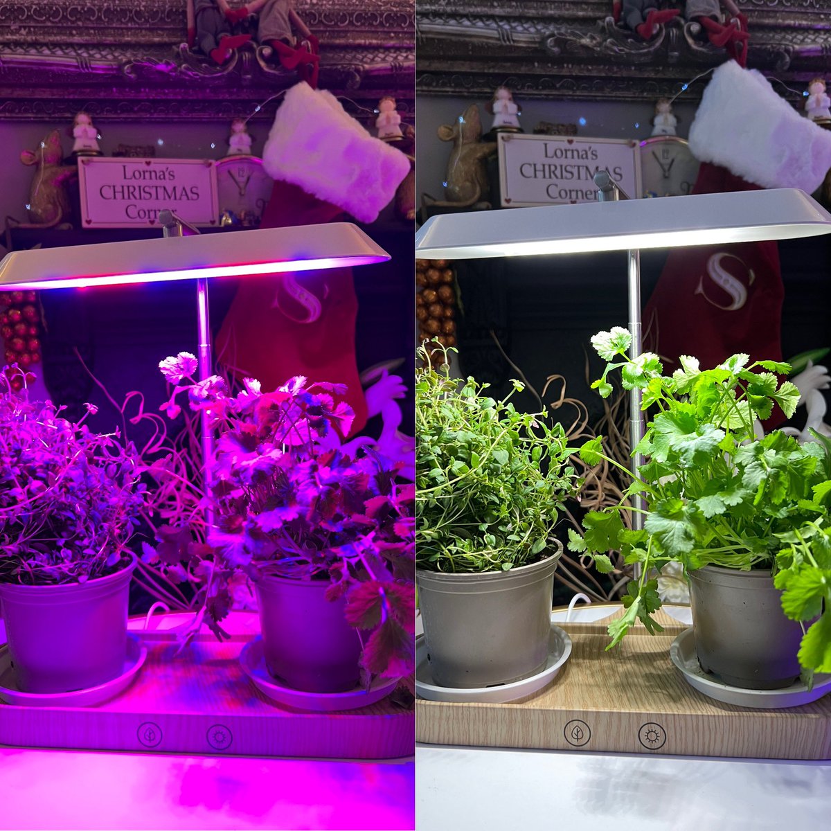 No daylight? No problem! Tune into <a href="/qvcuk/">QVC UK</a> at 1.15pm with <a href="/chloeeverton/">Chloe Everton</a> &amp; me for the incredible <a href="/Auraglow_LED/">Auraglow</a> indoor plant grow light! #ad Get yours here: qvcuk.com/Auraglow-Indoo…