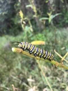 AudubonIntl's tweet photo. #AIMOTD The Ford Field  is a certified #ACSPforGolf member that also participates in our Monarchs in the Rough program. Congratulations to @JaredNemitz and the team for creating essential habitat to support these iconic butterflies.

 @GCSAA  @USGA  #GreenGolf https://t.co/Dhb4tU2rg4