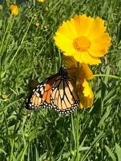 AudubonIntl's tweet photo. #AIMOTD The Ford Field  is a certified #ACSPforGolf member that also participates in our Monarchs in the Rough program. Congratulations to @JaredNemitz and the team for creating essential habitat to support these iconic butterflies.

 @GCSAA  @USGA  #GreenGolf https://t.co/Dhb4tU2rg4