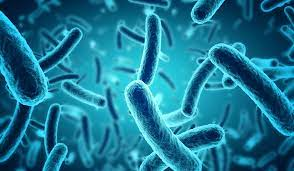 MicrobiolCurRes's tweet photo. Can a #dangerous #microbe offer a new way to #silence pain?
for more details:https://t.co/9cCcfP09Fp https://t.co/uvPPpATOPZ