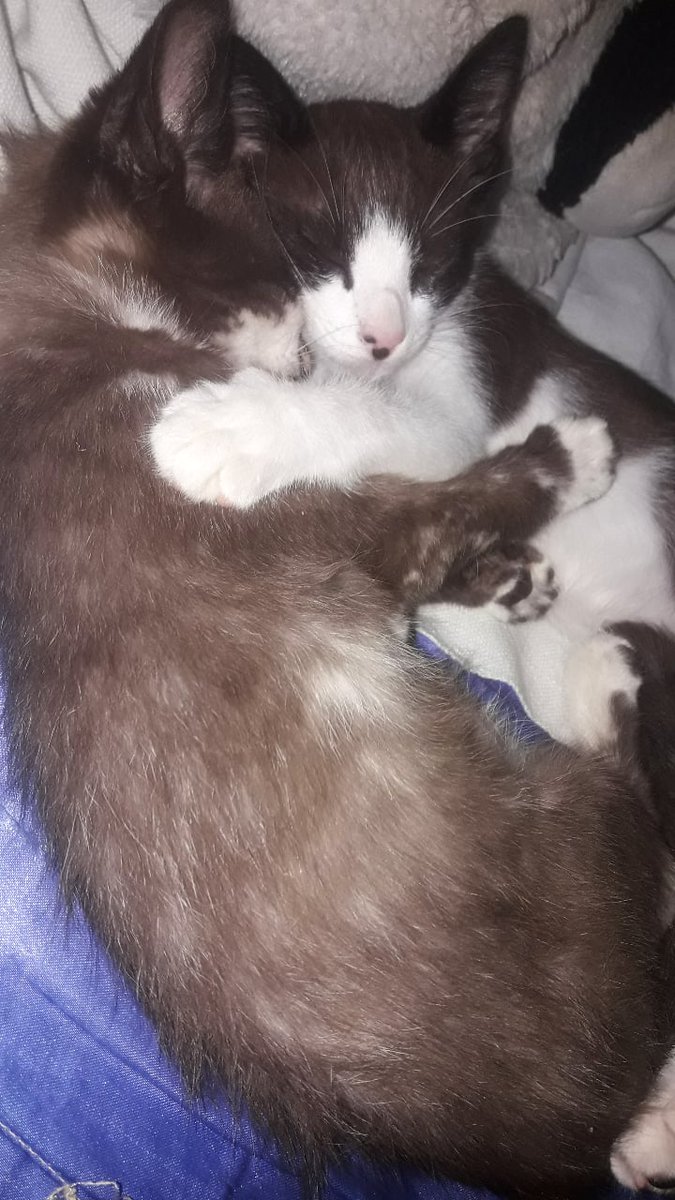 labirintoay's tweet photo. gatos >>> pessoas

um antes e um depois ☀️
#PetsForBright #24thBrightDay https://t.co/Z0t3cM1zhC