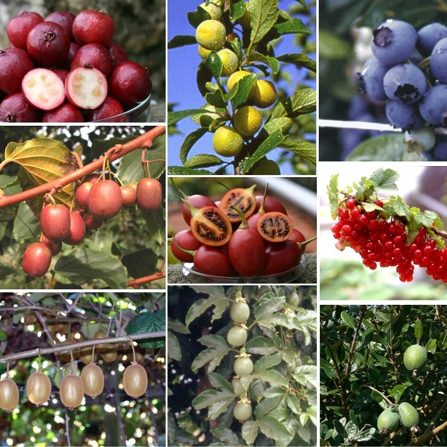 ScienceTourism's tweet photo. ❓Sabíais qué en #FincaAreeiro, en las visitas guiadas, hacen degustaciones de frutas de su plantación? 
Si quieres #reservar una actividad y conocer este singular #ParqueBotánico, puedes hacerlo desde nuestra web. 

 #Galicia #Pontevedra #turismocientifico #riasbaixas https://t.co/KQLIrWEcjM