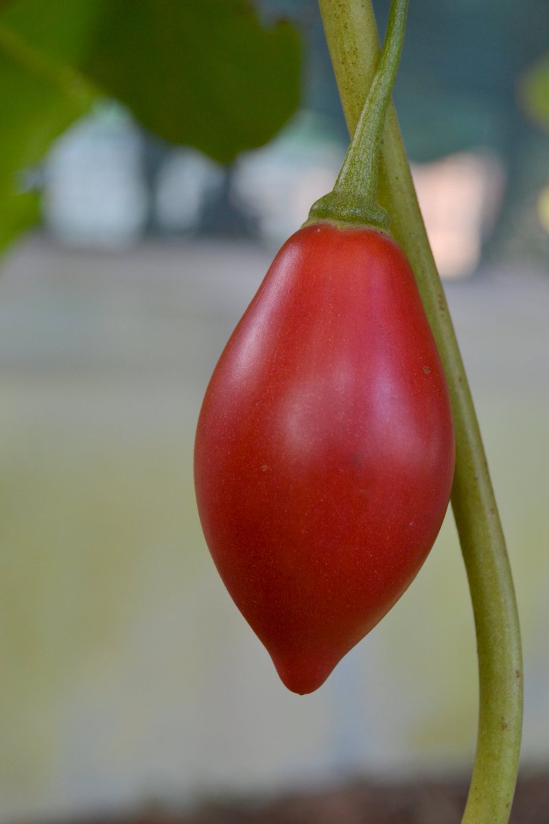 ScienceTourism's tweet photo. ❓Sabíais qué en #FincaAreeiro, en las visitas guiadas, hacen degustaciones de frutas de su plantación? 
Si quieres #reservar una actividad y conocer este singular #ParqueBotánico, puedes hacerlo desde nuestra web. 

 #Galicia #Pontevedra #turismocientifico #riasbaixas https://t.co/KQLIrWEcjM