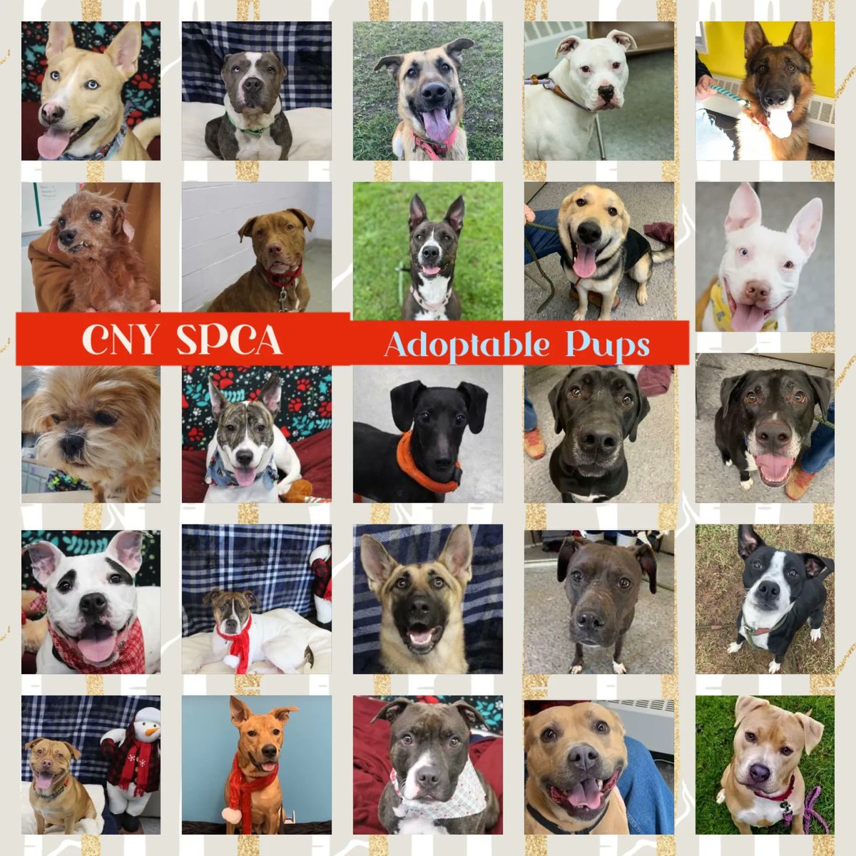 CNY_SPCA's tweet photo. #MondayMorning to you all from our #AdoptablePups! They are sending you fantastic #MondayVibes! Have a great week! If you’re looking for a k9 companion, email frontdesk1@cnyspca.org https://t.co/na4tNyEq3q