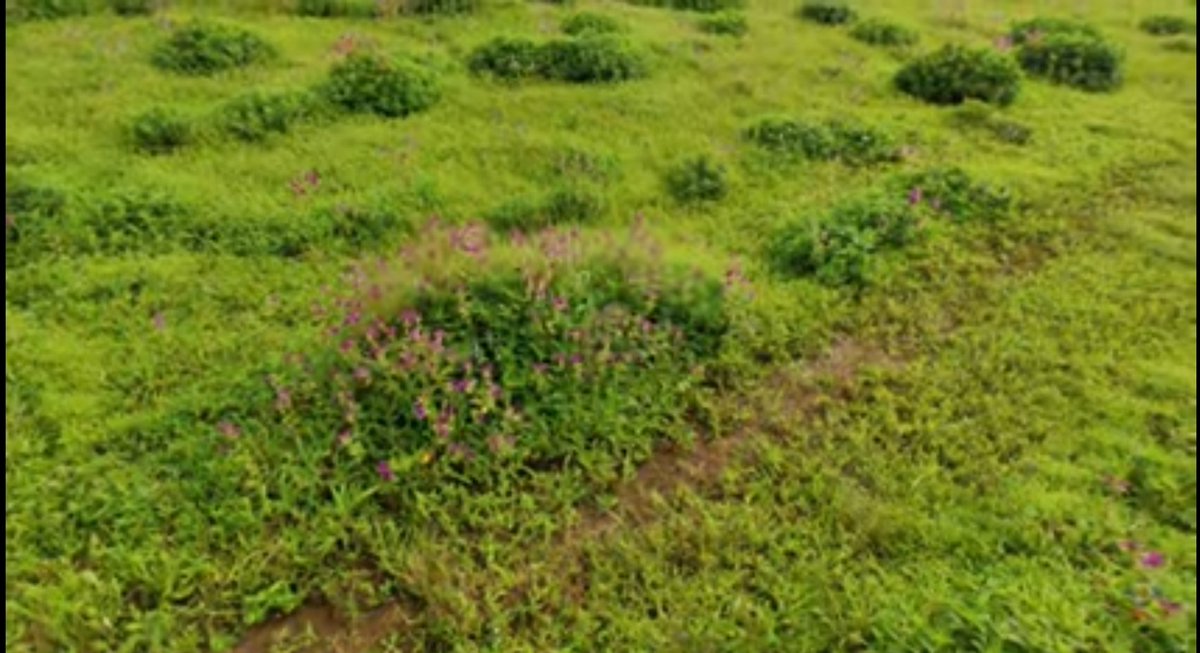 TheSarlashkar's tweet photo. We don't need to #SaveKaas 
We need to save ourselves from losing #Kaas

The #WorldHeritage tag of Kaas can be revoked, worse we can completely lose the existence of the plateau.

#कास वाचवणे गरजेचे नाही, आपण स्वतःला #कास वंचित होण्यापासून वाचवणे गरजेचे आहे!

#मराठी #मराठि https://t.co/2IgP907c25