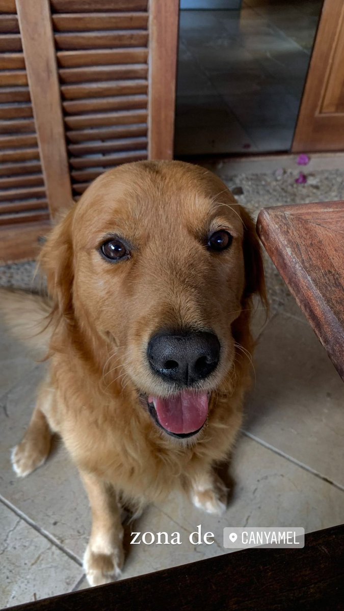 pascuribot14's tweet image. Agraesc difusió, de la manera que sigui. Respon al nom de COCO.

ZONA DE CANYAMEL.